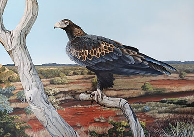 Renee Sanson-Cloncurry Wedge Tailed Eagle